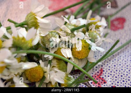 Fraîchement cueillies, froissées dans les mains de vraies fleurs de rue, petite camomille médicinale blanche, inflorescences de camomille situées sur la table. Banque D'Images