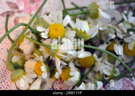 Fraîchement cueillies, froissées dans les mains de vraies fleurs de rue, petite camomille médicinale blanche, inflorescences de camomille situées sur la table. Banque D'Images