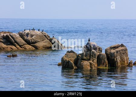 Grand cormoran (Phalacrocorax carbo) sur des rochers faisant saillie hors de la mer, îles Glenan, archipel de Glenan dans l'océan Atlantique au large de la côte près Banque D'Images