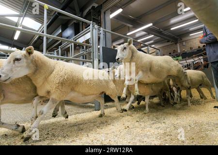 Melton Mowbray, Leicestershire, Royaume-Uni. 15 septembre 2023. UK breeding moutons vendus au marché de bétail Melton Mowbray dans le Leicestershire le recensement gouvernemental montre qu'il y a plus de quinze millions de moutons reproducteurs au Royaume-Uni crédit photo : Tim Scrivener/Alamy Live News Banque D'Images