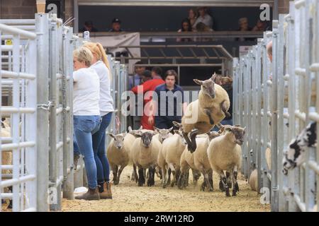 Melton Mowbray, Leicestershire, Royaume-Uni. 15 septembre 2023. UK breeding moutons vendus au marché de bétail Melton Mowbray dans le Leicestershire le recensement gouvernemental montre qu'il y a plus de quinze millions de moutons reproducteurs au Royaume-Uni crédit photo : Tim Scrivener/Alamy Live News Banque D'Images