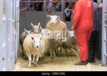 Melton Mowbray, Leicestershire, Royaume-Uni. 15 septembre 2023. UK breeding moutons vendus au marché de bétail Melton Mowbray dans le Leicestershire le recensement gouvernemental montre qu'il y a plus de quinze millions de moutons reproducteurs au Royaume-Uni crédit photo : Tim Scrivener/Alamy Live News Banque D'Images