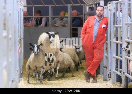 Melton Mowbray, Leicestershire, Royaume-Uni. 15 septembre 2023. UK breeding moutons vendus au marché de bétail Melton Mowbray dans le Leicestershire le recensement gouvernemental montre qu'il y a plus de quinze millions de moutons reproducteurs au Royaume-Uni crédit photo : Tim Scrivener/Alamy Live News Banque D'Images