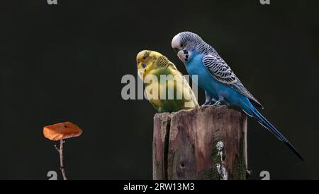 Perkeets, c'est pour nous? Banque D'Images