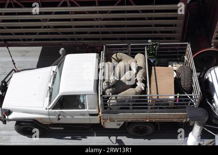 Petit camion avec des moutons sur la zone de chargement sur le ferry pour Kangaroo Island, Australie du Sud, Australie Banque D'Images