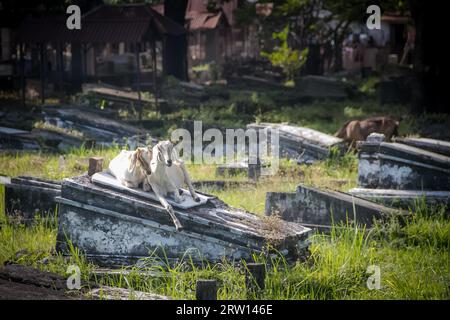 Photo d'un cimetière traditionnel avec des pierres tombales typiques et deux chèvres blanches assises sur des pierres tombales à Surabaya dans la province de Java, en Indonésie Banque D'Images