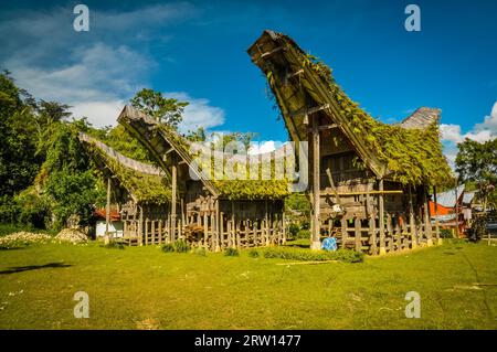 Photo de trois tongkonans, maisons ancestrales traditionnelles avec toit en forme de bateau à Lemo, région de Toraja à Sulawesi, Indonésie Banque D'Images