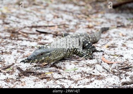 Un grand lézard moniteur à Whithaven Beach sur les îles Whitsunday dans le Queensland, en Australie Banque D'Images