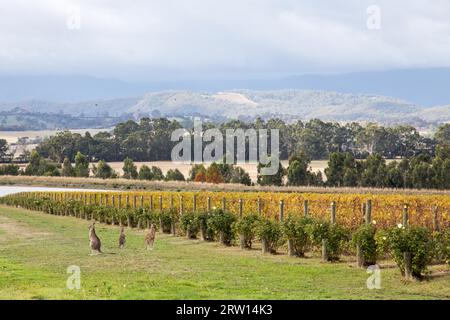 Yountville, Australie, 22 avril 2015 : Kangoroos dans le vignoble du domaine Chandon près de Melbourne Banque D'Images