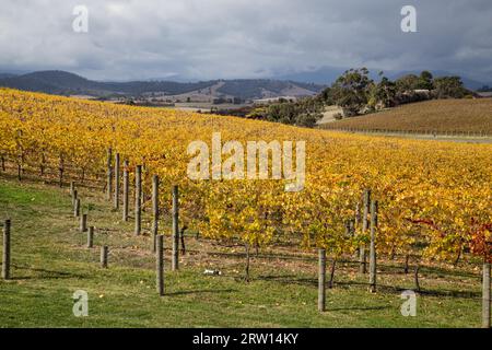 Yarra Glen, Australie, 22 avril 2015 : vignoble au domaine Balgownie près de Melbourne Banque D'Images