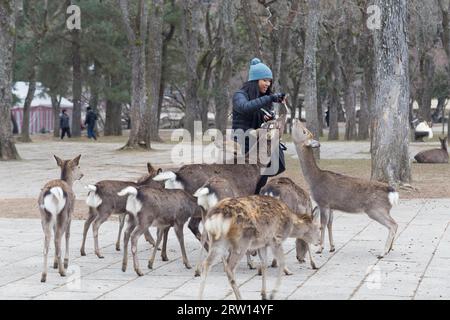 Nara, Japon, 28 décembre 2014 : une femme nourrissant des cerfs dans un parc public Banque D'Images