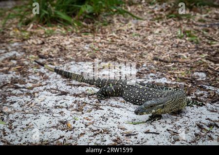 Un grand lézard moniteur à Whithaven Beach sur les îles Whitsunday dans le Queensland, en Australie Banque D'Images