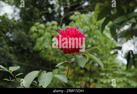 Une fleur rose avec une couleur rouge rosâtre fleurit dans le jardin de la maison Banque D'Images