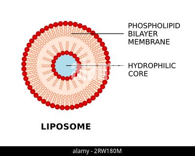Structure liposomique. Membrane bicouche phospholipidique et noyau hydrophile. Les vésicules sphériques fournissent des nutriments aux cellules. SYSTEME utile d'administration de MEDICAMENTS. Illustration de Vecteur