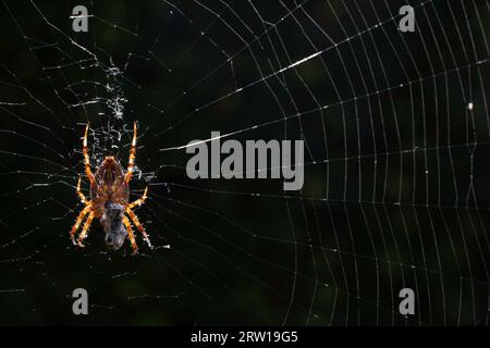 Gros plan macro d'une araignée de jardin européenne (araignée diadème, araignée croisée ou Araneus diadematus) assise dans une toile d'araignée. Fond noir Banque D'Images