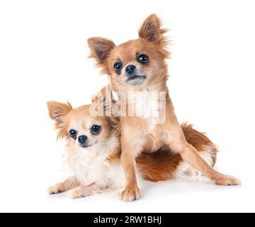 Peu chis in front of white background Banque D'Images