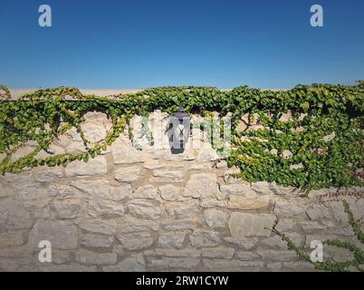 Lampadaire vintage accroché sur une vieille haie de maçonnerie en pierre envahie de vignes sauvages Banque D'Images