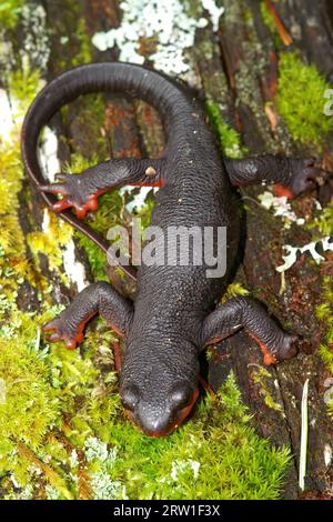 Gros plan vertical naturel sur une femelle de la rare et protégée Taricha rivularis, Triton à ventre rouge assis sur de la mousse Banque D'Images