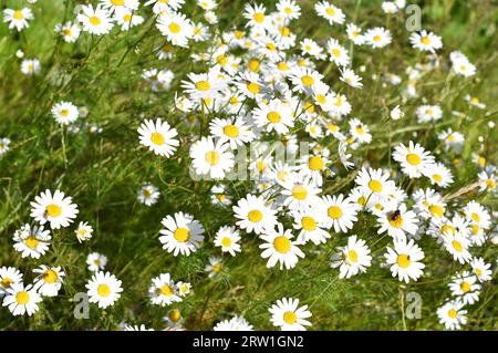 Champ de fleurs sauvages Tripleurospermum inodorum, fausse herbacée sans foyer Banque D'Images