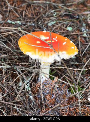 Champignon Amanita muscaria agaric de mouche rouge dans une forêt Banque D'Images