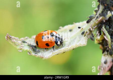 Coccinelle mangeant des pucerons sur une feuille de lutte naturelle contre les parasites pucerons Banque D'Images