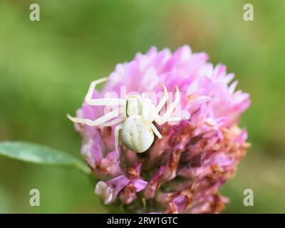 L'araignée de crabe de verge d'or Misumena vatia assis sur une fleur rose Banque D'Images