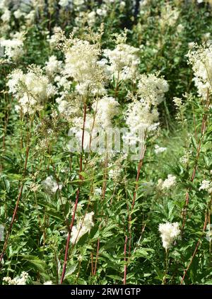 Meadowsweet Filipendula ulmaria floraison dans un champ de fleurs sauvages Banque D'Images