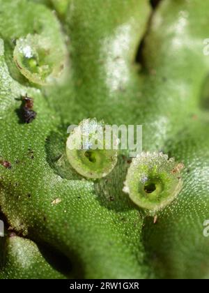 Liverwort commun Marchana polymorpha thallus avec gobelets Gemma Banque D'Images