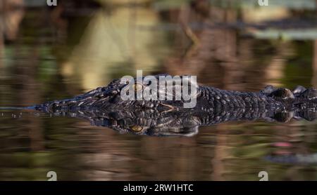 Un grand crocodile d'eau salée à la surface de l'eau. Banque D'Images