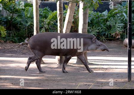 Le long museau flexible du tapir est formé à partir de la lèvre supérieure et du nez. Permet de localiser les aliments par odeur. Banque D'Images