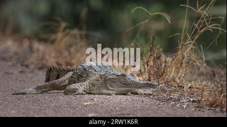 Un soleil de crocodile d'eau douce se lève sur la route. Banque D'Images