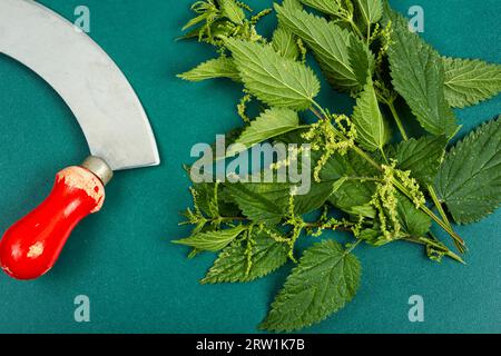 Couper le buisson d'ortie fraîche et couteau à herbe. Banque D'Images