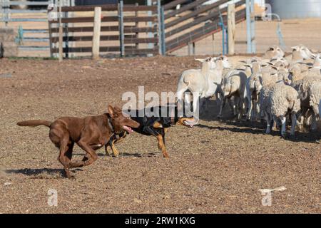 Australian Kelpie Dog huile de mouton de travail l'Outback australien. Banque D'Images