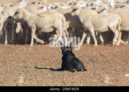 Australian Kelpie Dog huile de mouton de travail l'Outback australien. Banque D'Images