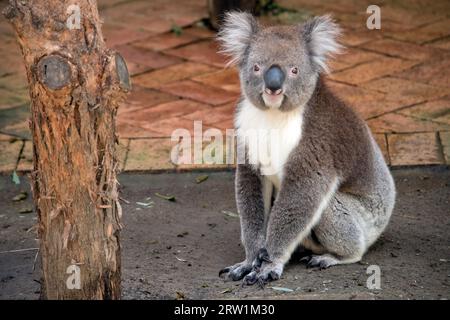 Le Koala a une grande tête ronde, de grandes oreilles de fourrure et un gros nez noir. Leur fourrure est habituellement de couleur gris-brun avec la fourrure blanche sur la poitrine, les bras intérieurs, Banque D'Images