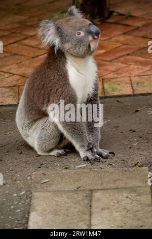 Le Koala a une grande tête ronde, de grandes oreilles de fourrure et un gros nez noir. Leur fourrure est habituellement de couleur gris-brun avec la fourrure blanche sur la poitrine, les bras intérieurs, Banque D'Images