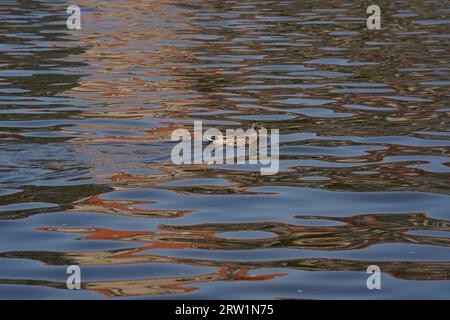 Petite femelle de canard brun nageant dans la rivière Vltava en été. Prague, République tchèque Banque D'Images