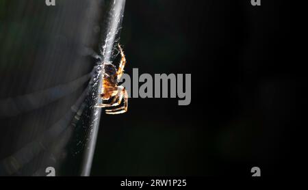 Gros plan latéral macro d'une araignée de jardin européenne (araignée diadème, araignée croisée, Araneus diadematus) marchant le long de sa toile d'araignée. Fond noir Banque D'Images