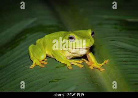 Une belle grenouille verte vibrante assise sur une feuille de bananier. Territoire du Nord, Australie Banque D'Images