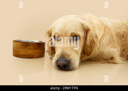 Portrait triste labrador retriever avec visage d'expression malade à côté d'un bol vide o plein. Isolé sur fond beige Banque D'Images