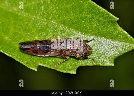 Vue dorsale du Sharpshooter à ailes vitreuses (Homalodisca vitripennis) isolé et reposant sur une feuille à Houston, TX. Banque D'Images