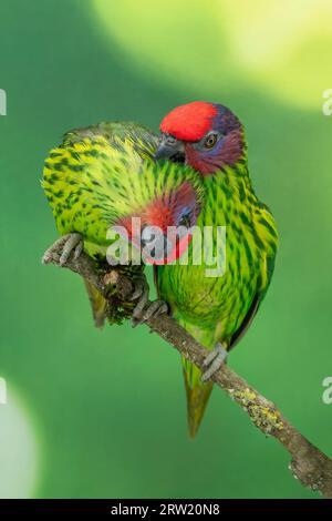goldie's lorikeet preening Banque D'Images