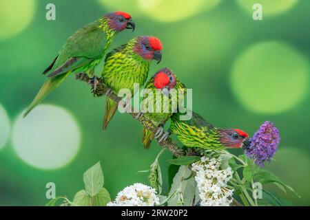 2 paires de lorikeets de goldie Banque D'Images