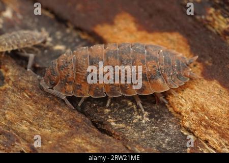 Gros plan détaillé sur un woudlouse rugueux commun de couleur orange anormale, Porcellio scaber dans le sous-sol Banque D'Images