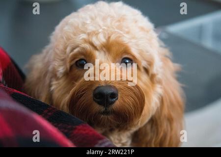 Canine brune et blanche couchée sur une couverture beige au soleil, la tête partiellement hors de l'ombre Banque D'Images