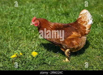 17.04.2023, Allemagne, Rhénanie du Nord-Westphalie, Wesel - poulets biologiques fermiers sur un pré devant un mobile à poulets. Les poulets fermiers vivent ou Banque D'Images