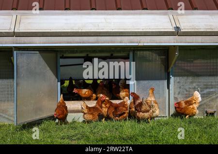 17.04.2023, Allemagne, Rhénanie du Nord-Westphalie, Wesel - poulets biologiques fermiers sur un pré devant un mobile à poulets. Les poulets fermiers vivent ou Banque D'Images