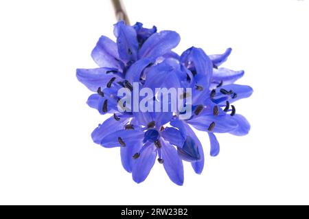 Fleur de Scilla isolée sur fond blanc Banque D'Images