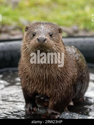 Loutre eurasienne (Lutra lutra) immature avec une fourrure humide. Banque D'Images