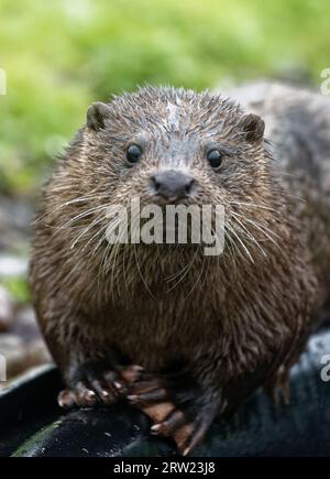 Loutre eurasienne (Lutra lutra) immature avec une fourrure humide. Banque D'Images